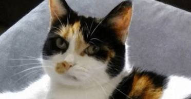 Виглядав зовсім по-іншому: жінка здивована поверненням зниклого кота через 5 років