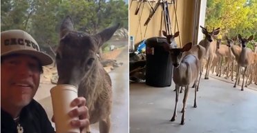 Мужчина накормил голодного оленя: на следующий день тот привел целое стадо (видео)