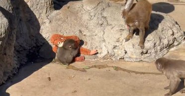 На одинокого обезьянку Панча напала разъяренная взрослая макака: он нашел утешение в игрушке (видео)