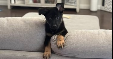 "Чекав на катастрофу": чоловік показав, що сталося, коли він залишив цуценя вдома одного