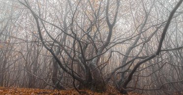 Дракула мог бы здесь жить: назван самый жуткий лес в мире, и он находится в Трансильвании (видео)