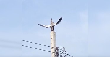 Лелека молиться древнім богам: на камеру потрапив дивний пташиний "ритуал" (відео)