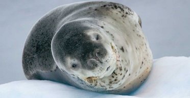 Полюють на пінгвінів: поблизу станції Вернадського завелись головні хижаки Антарктики (відео)