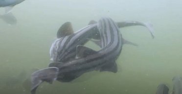 Схоже на бійку. Вчені вперше зняли спарювання особливого виду акул в океані (відео)