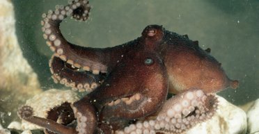 Американець подарував синові восьминога і незабаром дуже пошкодував про це (відео)