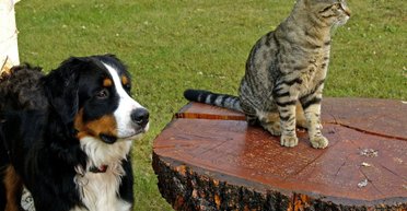 Тайны домашних животных. Они не планируют захватить мир, но они куда умнее, чем вы думаете