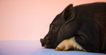 "Член нашої родини": чоловік купив свиню на забій, але все пішло на за планом (фото)