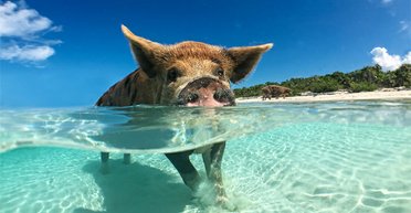 В разы опасней. Ученые выяснили, что кабаны вредят климату больше, чем миллион авто