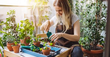 Чому квіти в будинку погано ростуть або вмирають: 5 причин