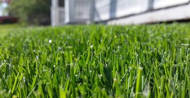 Напугала соседей: женщина придумала, как быстро и оригинально очистить газон от мусора (видео)