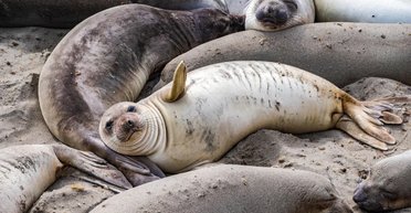 Уничтожена половина крупнейшей колонии в мире: что погубило 47% популяции морских слонов