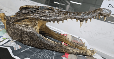 В аэропорту задержали мужчину с черепом крокодила в сумке: почему он там оказался