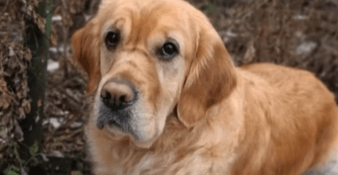 Пропал в начале полномасштабного вторжения: собака-поводырь вернулся домой спустя почти 2 года (видео)