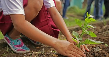Лекарство для облесения. Зачем Эфиопии миллионы новых деревьев и как восстанавливают леса в мире