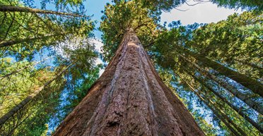 Выше статуи Свободы. Ученые назвали самое высокое дерево в мире