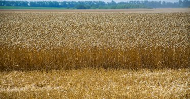 Второй этап земельной реформы вызывает недовольство среди украинцев — опрос