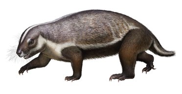 "Безумный зверь". На Мадагаскаре нашли скелет странного древнего животного