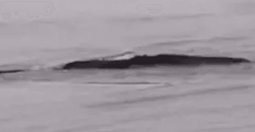 "20-метровий монстр": у Китаї люди помітили таємничий об'єкт у річці (фото)