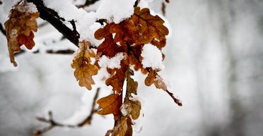 Під Києвом випав перший сніг: якою буде погода в столиці найближчими днями (фото)