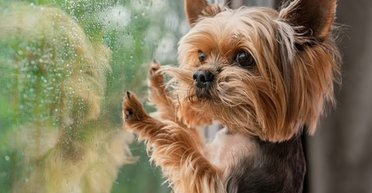 Штормовий вітер, лавини й дощі: якою погодою дивуватимуть вихідні (карти)