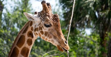 Попытки людей спасти жирафов обречены на провал: большинство из них оказались гибридами