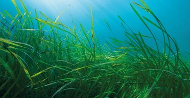 Йому 1400 років: виявлено найстаріший морський організм на Землі (фото)