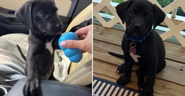 Женщина спасла "лабрадора", но узнала о неожиданном происхождении щенка