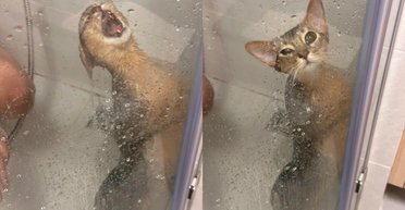 Кошка устроила музыкальное шоу в душе и пожалела об этом (фото)