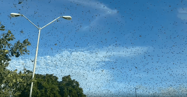 Люди побоюються кінця світу: сарана заполонила небо Мексики (фото)