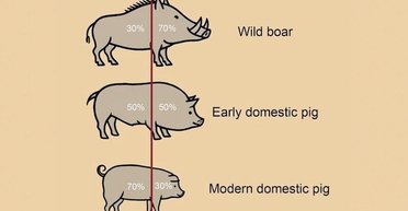 Это произошло 8000 лет назад: в Южном Китае ученые нашли доказательства раннего одомашнивания