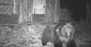 "Легенда про єті": невловиму істоту вперше було помічено в Гімалайських горах (фото)