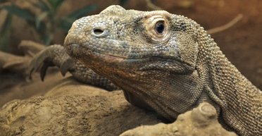 В "розыске" несколько недель: полиция тщетно пытается поймать четвероногого "беглеца" (фото)