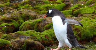 Українські полярники показали зелене літо в Антарктиді (фото)