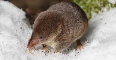 Ця тварина може зменшувати свій мозок: вчені нарешті з'ясували, як саме (фото)