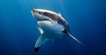 Чому у білих акул темна спина: названо цікаву причину (фото)