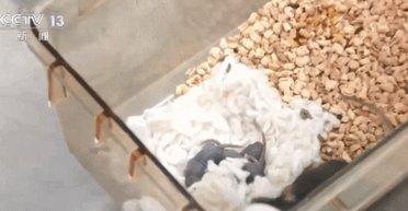 Уперше миша народила дитинча після польоту в космос: чому це важливо для людей (фото)