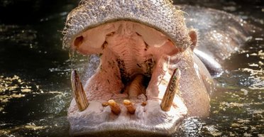 Как почистить зубы бегемоту: ученые используют зубную щетку размером с человека