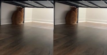 Король драмы: кот своей реакцией на переезд в новый дом вызвал смех в сети (фото)