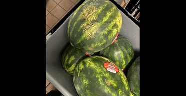 Інопланетні мітки на кавунах турбують людей по всьому світу: що залишає візерунки на ягоді