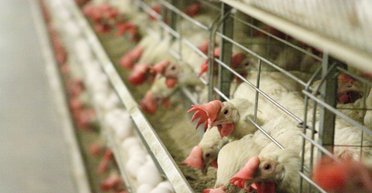 Скандальні яйця. Чому яйця в Україні ще не коштують 17 гривень за штуку, але все може змінитися