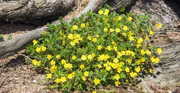 У маленьких жовтих квітів знайдено надздібності: краще за антибіотики справляються з небезпечними бактеріями