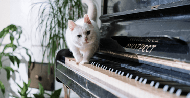 Жінка дізналася, чому хлопець ненавидить її кішку, і це зруйнувало їхні стосунки