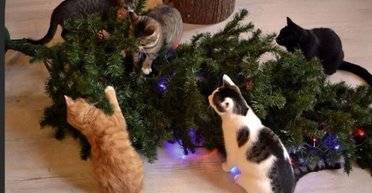 Лайфхак на Різдво: жінка показала, як легко захистити новорічну ялинку від котів (фото)