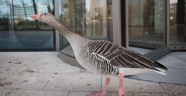 Лише одна скарга: гусака, який став міською знаменитістю в Англії, "депортували"