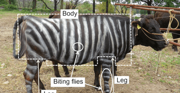 Пофарбовані під зебр корови і вподобання ящірок у піцерії: за що давали Шнобелівську премію 2025