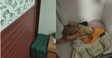 "Секретный тайник": женщина случайно заметила тайное место отдыха котика (видео)