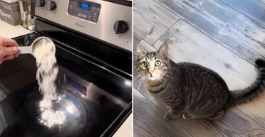 Таємне життя: жінка за допомогою борошна дізналася, що робить її кіт уночі на кухні (відео)
