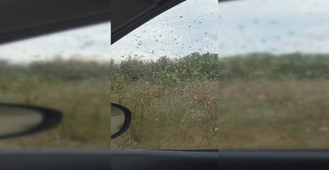 "Наши колибри": на Запорожье напали полчища саранчи (видео)