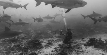 Розкрито головну таємницю триметрових монстрів: найгрізніші хижаки океану вміють дружити (відео)