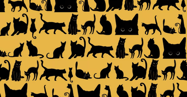 Час закінчується: люди, які знайшли кажана серед кішок, мають орлиний зір